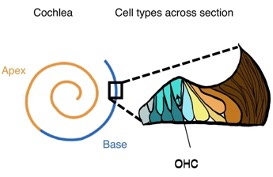 Description of the image